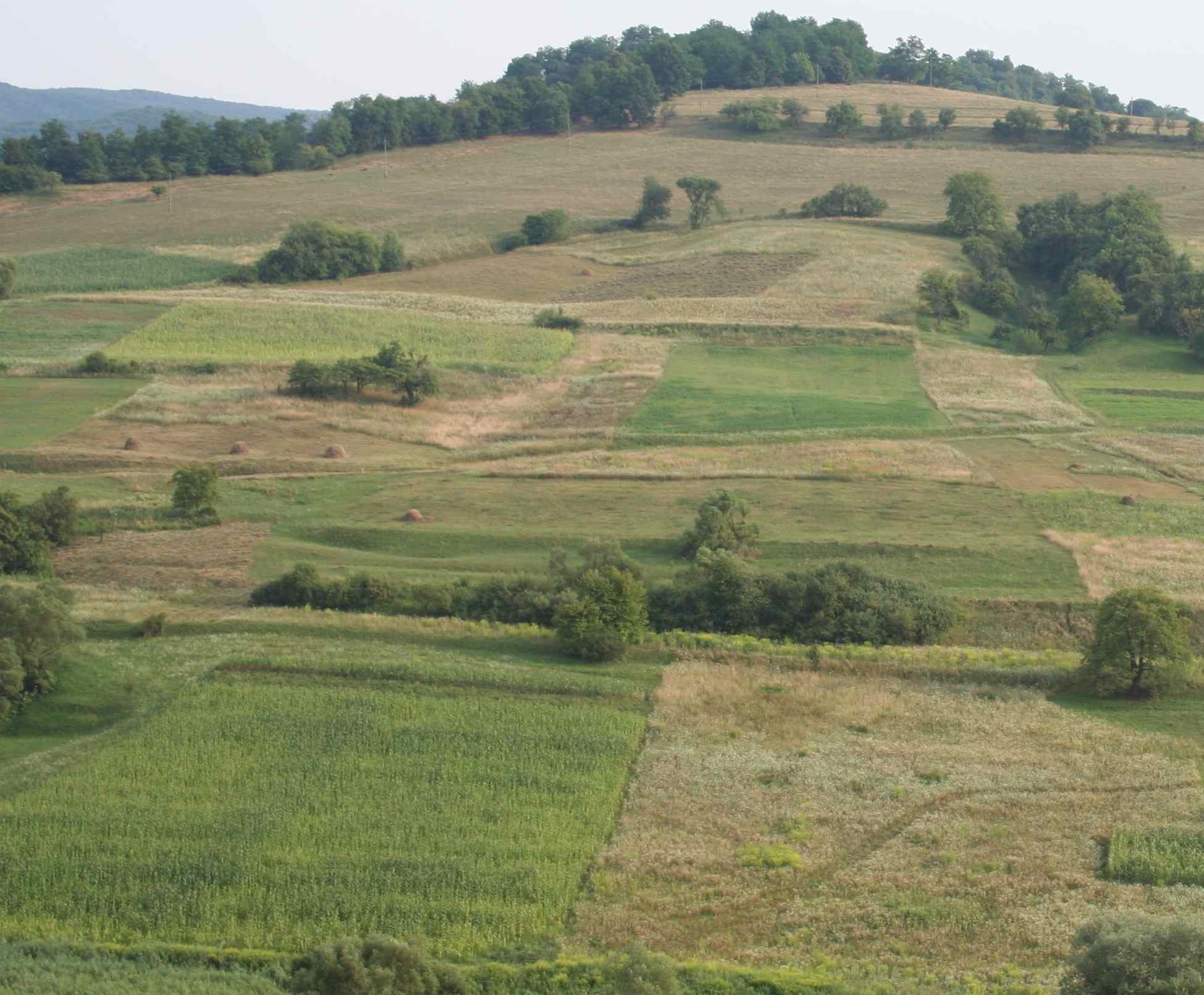 Mosaic, micro-scale management of hay meadows and arable patches encourages species diversity and coexistence.