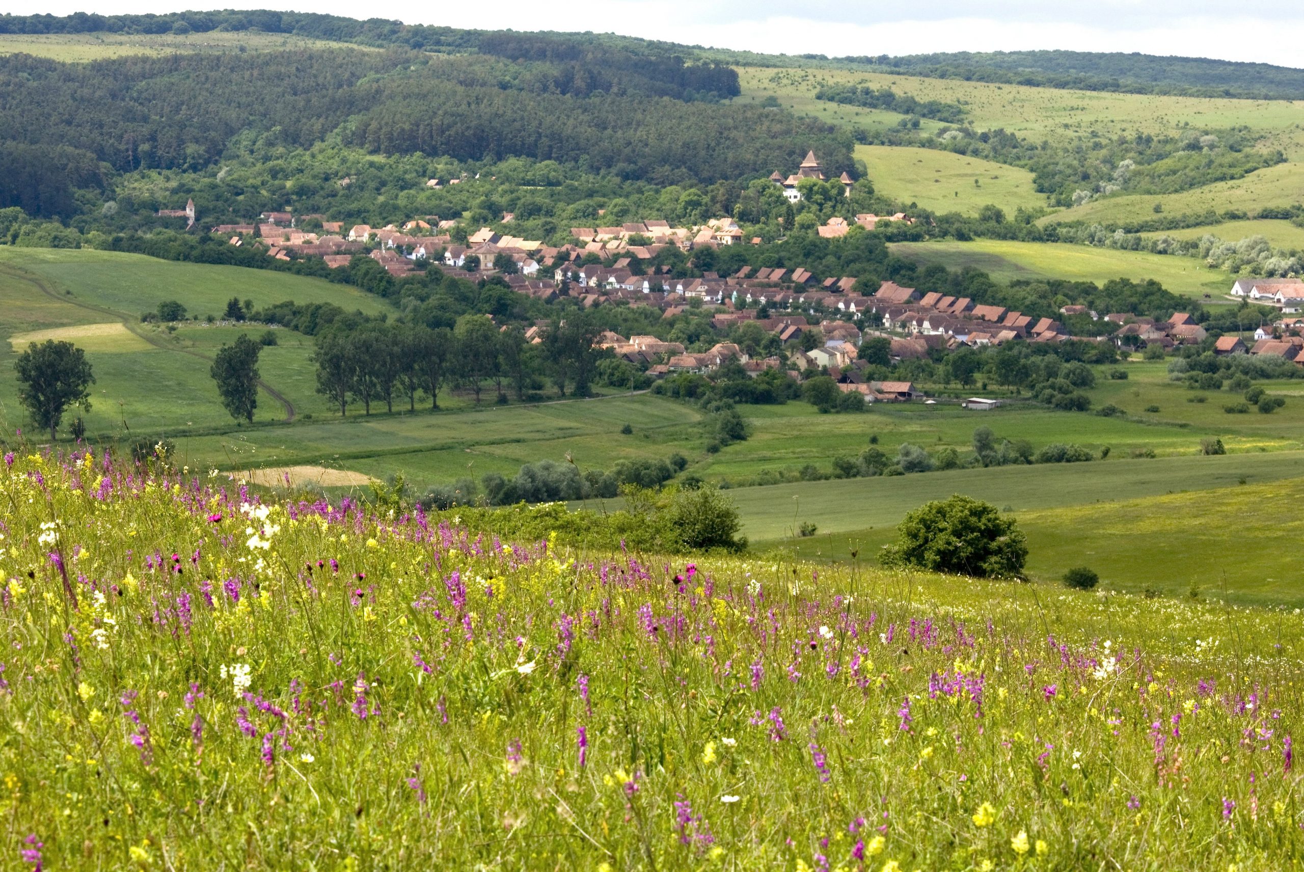 In the many biodiverse valleys such as Viscri, conservation depends on continued traditional land management.